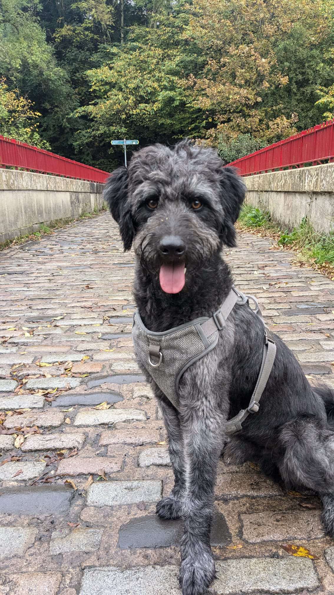 Dog sitting on a cobblestone bridge